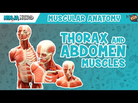 Muscles of the Thorax & Abdomen | Anatomy Model