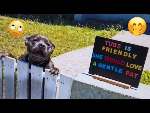 I dare you not to LAUGH at these FUNNY DOGS 😁🦮 - Best Funny Animals Videos 2025 #18