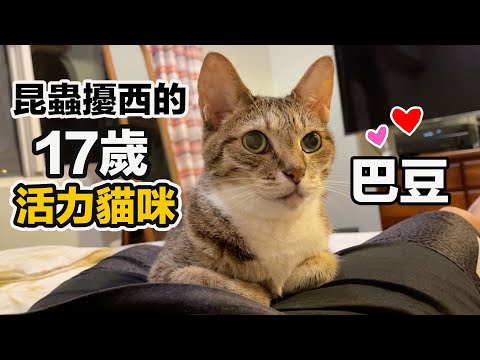 連獸醫都說照顧得真好!17歲還像隻小貓咪~親愛的巴豆 我們要每天黏在一起喔!