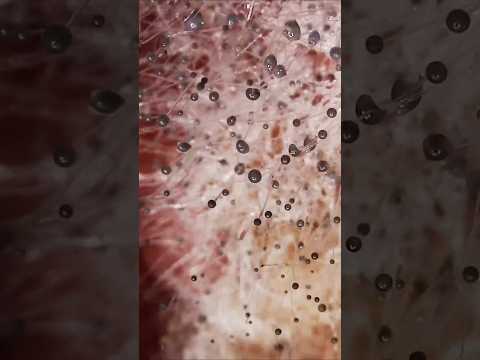 Weird 360° Microscopic Shot!