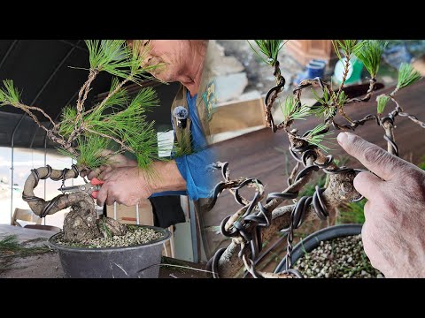 Practical wire work for trimming bonsai
