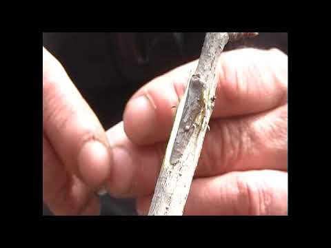 весняне щеплення персика та черешні