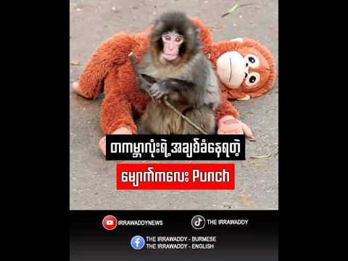 တကမ္ဘာလုံးရဲ့ အချစ်ခံနေရတဲ့ မျောက်ကလေး Punch
