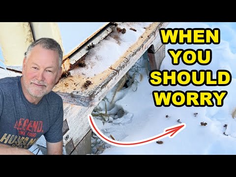 Beekeeping: Dead Bees in Snow—Is This Normal?