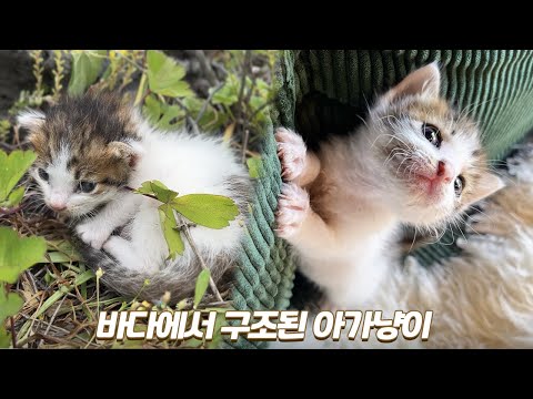 귀여운 아기고양이 성장 과정 몰아보기 | 🌰해밤이 이야기 2편