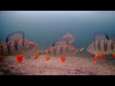 Всё-таки я нашёл свою заветную лунку, ОКУНЬ НЕ ДАЁТ УПАСТЬ ПРИМАНКЕ НА ДНО, подводные сьёмки.