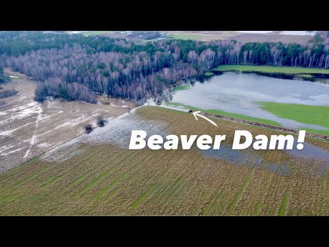 Huge Flood In The Forest and Land!