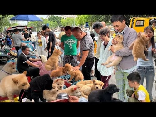 中国南宁超大型农贸市场,有传统农蔬果菜,也有猫狗宠物交易,一条街都是买卖猫狗,品种繁多品相俱佳,可以直接购买也可以以物换物,30元一只的家猫,60元一只斗鸡,80元一条土狗,200块的金毛,你会买吗?