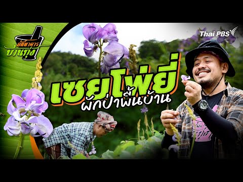 Sayphoyee | Baan Thung Restaurant