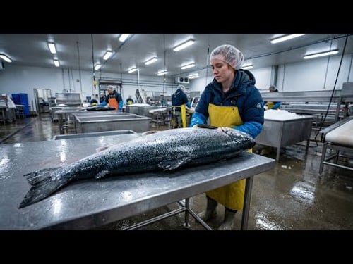Inside the Largest Salmon Processing Facility – 25,000 Pounds of Wild Salmon