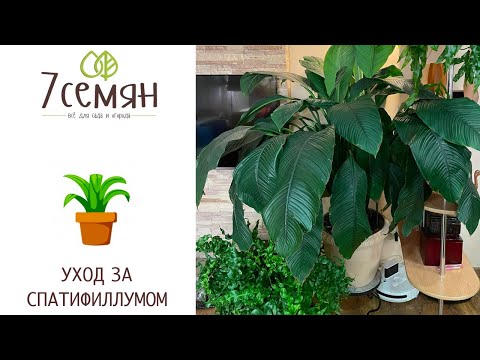 HOW I GROWED A HUGE SPATHIPHYLLUM!
