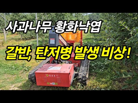 이상기후로 인한 사과 갈반, 탄저병 발생 비상 I 올해 하계전정을 조기에 해야하는 이유 I 이런 나무는 꽃눈을 만들어야 한다