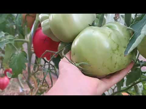 Пробежимся по теплицам, со спелыми томатами🍅. 3 августа. 2025. #огород #томаты.