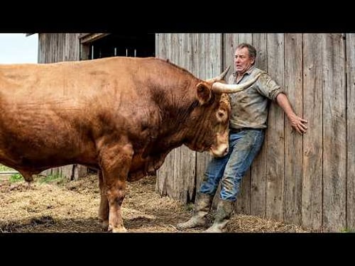 Bull Attacked The Farmer And Pinned Him To The Wall With His Horns! What Happened Next Was Shocking!
