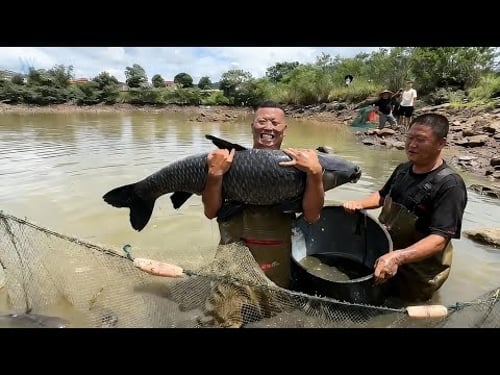 花72800包下口30年没干底的老鱼塘,没想到塘主最后竟然#户外 #捕鱼 #三农 #农村生活 #捉鱼 #catchingfish #fishing #outdoor#rurallife