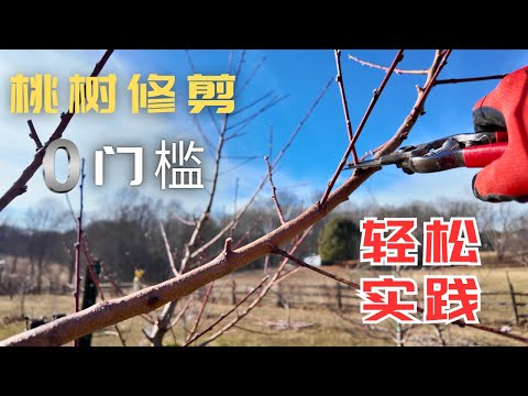 春将暖花未开,又到剪桃树的时候了,家里的六棵桃树,今年桃子要吃到饱了