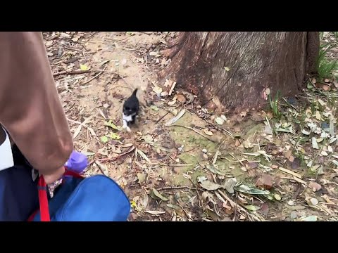 The Puppy I Found Was So Small, I Almost Thought It Was a Kitten!