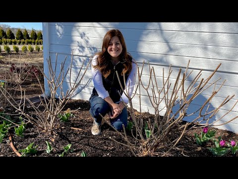 Pruning & Fertilizing My Hydrangeas! βοΈπΏπ// Garden Answer