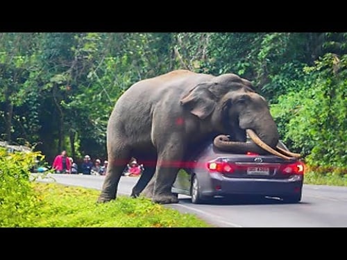 Interesting Animal Moments Caught On Camera !