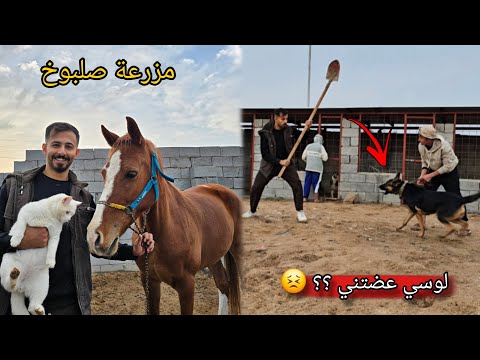 أخذت أطفالي ألى مزرعة صلبوخ | جربنا ركوب الخيل لكن لوسي هجمت علينا!!😨