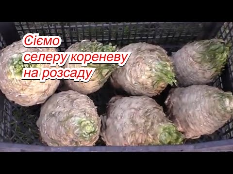 Сіємо селеру кореневу на розсаду- коли та як її потрібно сіяти.