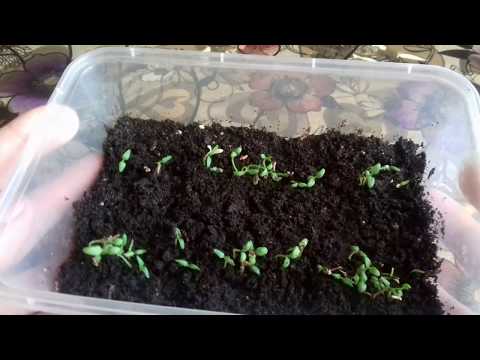 Причины плохой всхожести вербены. Посев вербены. Уход за сеянцами
