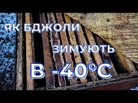 Як бджоли живуть, коли на дворі -40! Бджільництво України!