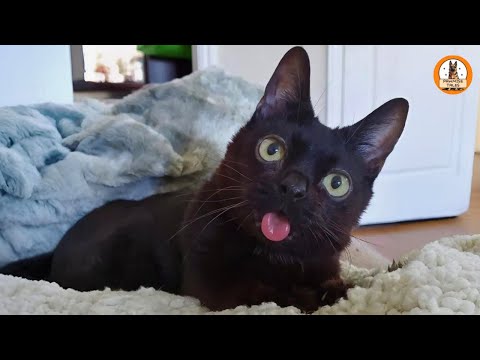 This Tiny Cat Was Discovered Crying in a Field… His Transformation Is INSANE