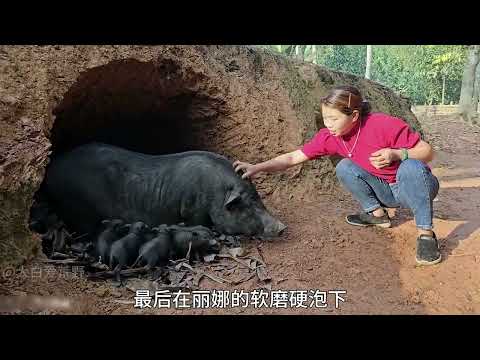 第67集|-丽娜独居丛林打造农庄,建造洞穴式猪窝.收获芹菜售卖#记录真实生活 #野外生活纪录片 #建造田园生活