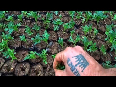 THE BEST FERTILIZER AFTER PICKING! No losses after picking and strong roots within a week.