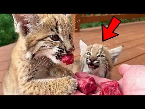 This Bobcat Kit Freaks Out When Another Kitten Gets the Treats from His Favorite Human!