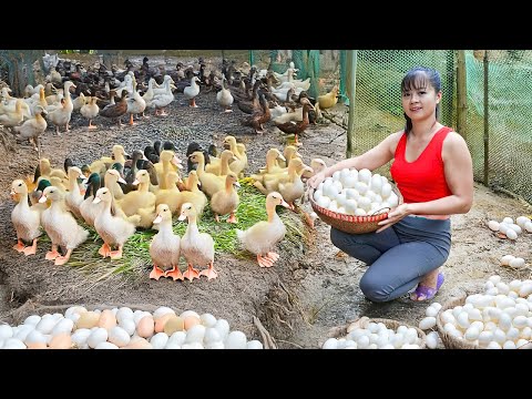 Rewind Timelapse: Build Large Nest for Ducks to Incubate Eggs, 100+ Ducklings Hatching From Eggs