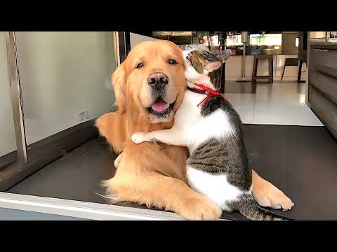 When a Cat and Dog Meet for the First Time π Funny Cats and Dog Videos