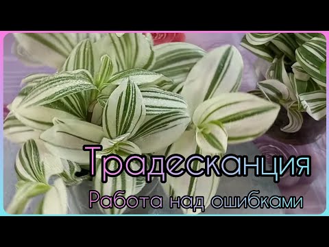Не надо так сажать ТРАДЕСКАНЦИЮ🌱Получается ерунда🌸Белоцветковая🌱Быстрое размножение🌸Грунт🌱Полив🌸