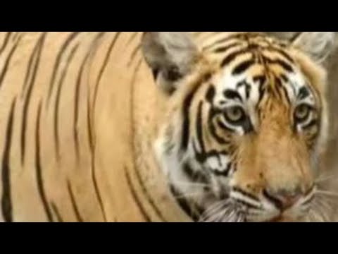 古堡湖畔大公主T83雌虎闪电最终败给妹妹T84箭头,错失王冠。视频源自@梦奇不是猫