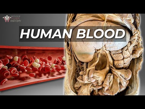 How Your Body Makes Blood