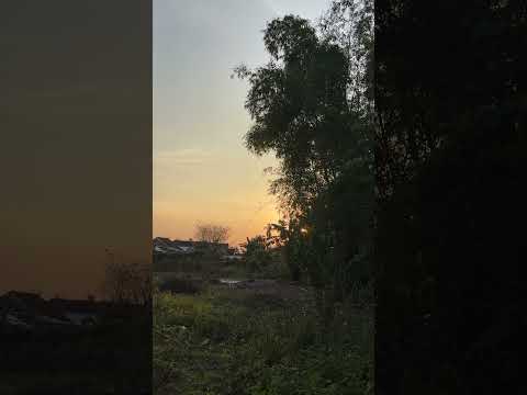 Luỹ tre, chiều tà, thật yên bình #quehuong #chualanh #hoanghon #sunset #countryside