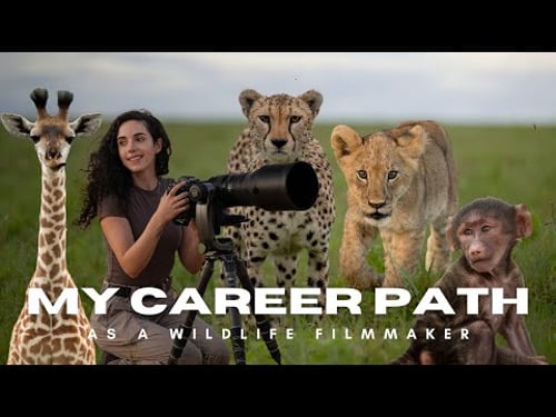 How I Became a Full-Time Wildlife Filmmaker / Content Creator