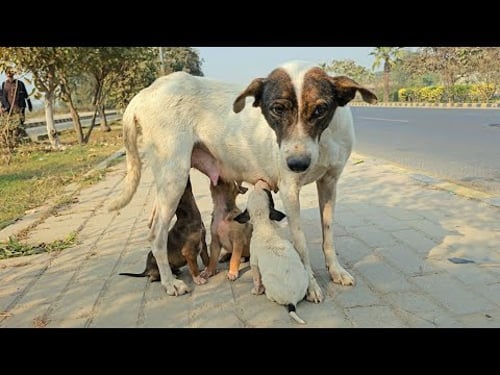 We Followed Her Along the Canal... and Found Her Puppies πΆ