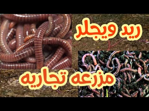 طريقه انشاء مزرعه كبيره لإنتاج الفيرمى كمبوست "أعلى سماد حيوى فى العالم"💪💪 #زراعنجى