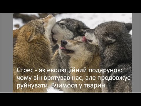 Лекція. Стрес: вчимося у тварин