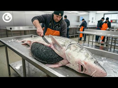 AMAZING Caviar Production: Massive Sturgeon Farming & Harvesting Process | Farming Documentary