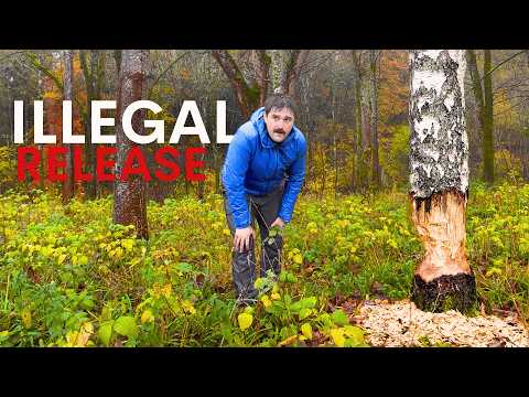 Investigating Britain's Illegal Beaver Release