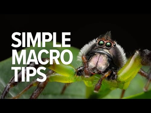 Simple Macro Photography Tips | Things I Wish I Knew When Starting