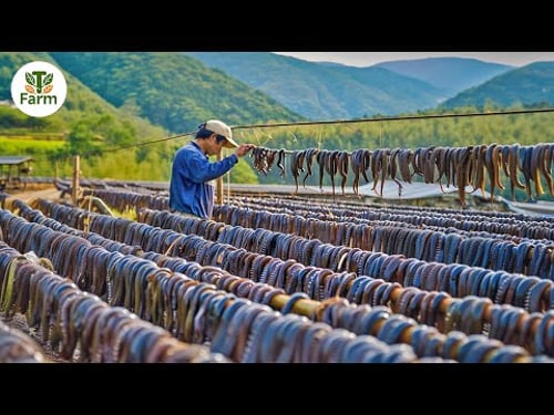How Chinese Farmers Raise and Consume Billions of Leech Every Year | Agricultural Documentary