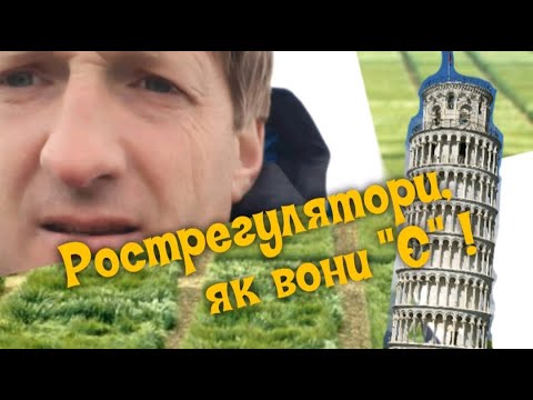 майже Все про рістегуляцію зернових або Рострегулятори, як вони Є!