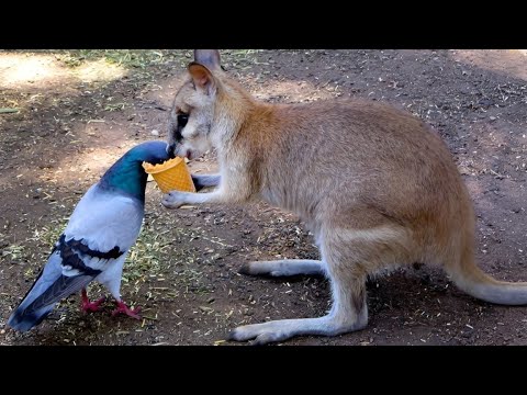 The Adorable of Animal Odd Couples 😍 🤣 FUNNY ANIMALS Videos