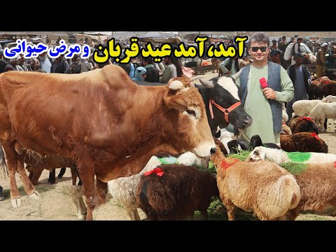 گزارش نظری،قیمت مواشی برای قربانی،مرض حیوان،گاو،گوسله،گوسفند،بوز،گاو زراعتی،آمادگی قربانیafghan top