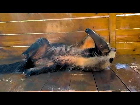 1 КАДР НА МИЛЛИОН: Эти животные точно знали, что их снимают 😹