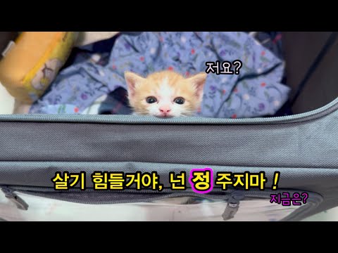 땡볕에 아스팔트 위에서 태어나 7시간을 방치된 아기냥을 데려오면서 와이프에게 한말,,, 넌 정주지마!